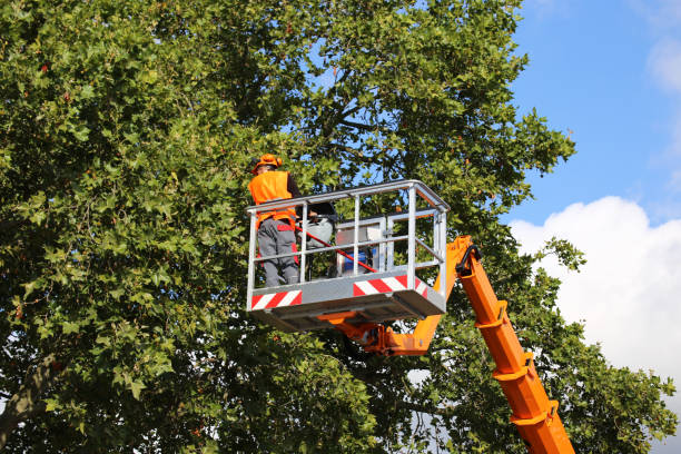 How Our Tree Care Process Works  in  Clay, CA